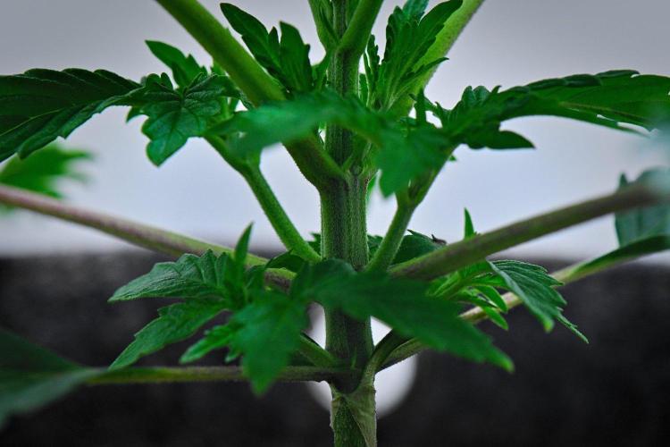 3 Bears OG | Mephisto Genetics. Week 3 - Day 15