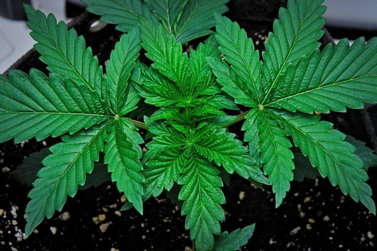 3 Bears OG | Mephisto Genetics. Week 3 - Day 15