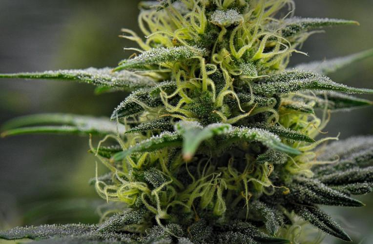 Mendo Cherry Cookies Auto | Fastbuds. Week 9 - Day 59