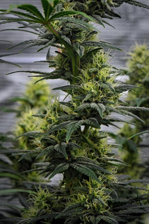 Mendo Cherry Cookies Auto | Fastbuds. Week 9 - Day 59