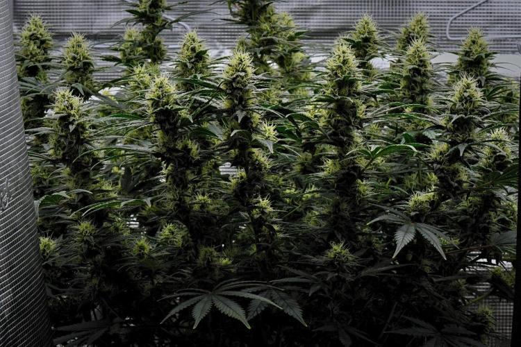 Mendo Cherry Cookies Auto. Week 9