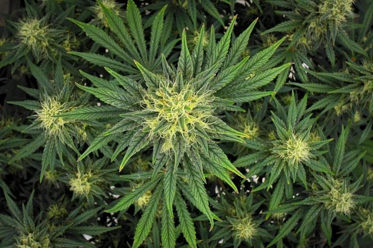Mendo Cherry Cookies Auto | Fastbuds. Week 9 - Day 60