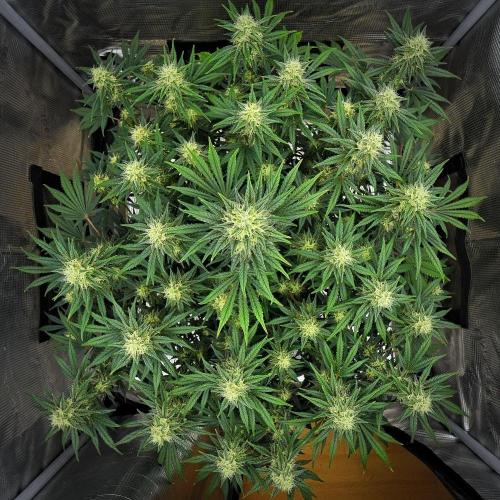Mendo Cherry Cookies Auto | Fastbuds. Week 9 - Day 60