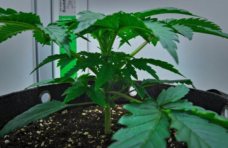 3 Bears OG | Mephisto Genetics. Week 3 - Day 17