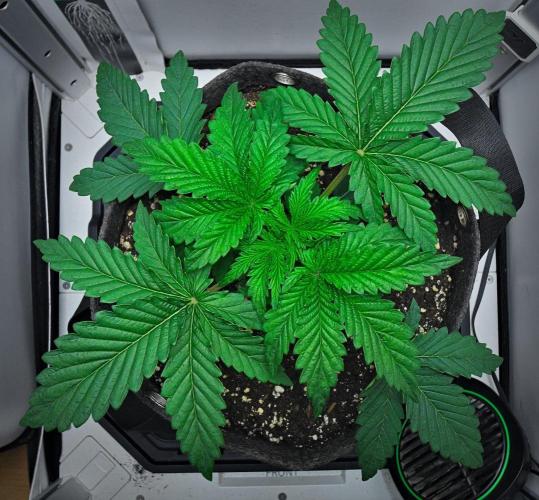 3 Bears OG | Mephisto Genetics. Week 3 - Day 17