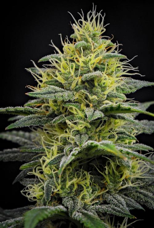 Mendo Cherry Cookies Auto | Fastbuds. Week 9 - Day 60