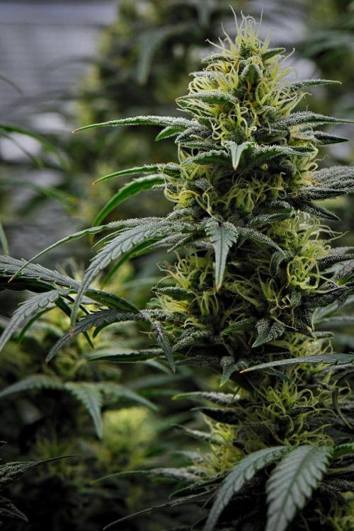 Mendo Cherry Cookies Auto | Fastbuds. Week 9 - Day 61