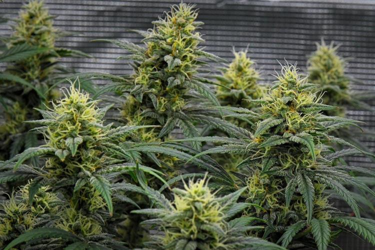 Mendo Cherry Cookies Auto | Fastbuds. Week 9 - Day 61