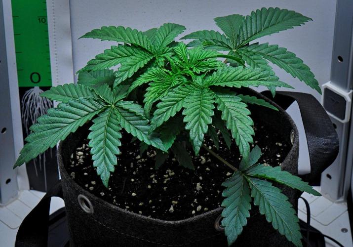 3 Bears OG | Mephisto Genetics. Week 3 - Day 18
