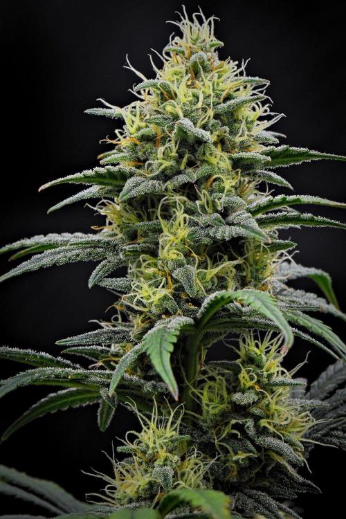Mendo Cherry Cookies Auto | Fastbuds. Week 9 - Day 62