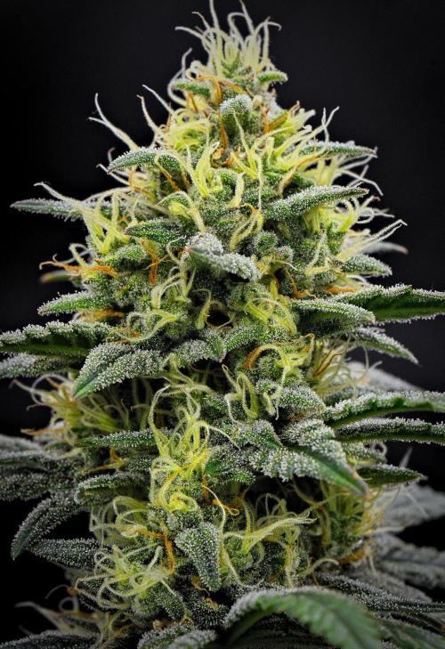 Mendo Cherry Cookies Auto | Fastbuds. Week 9 - Day 62