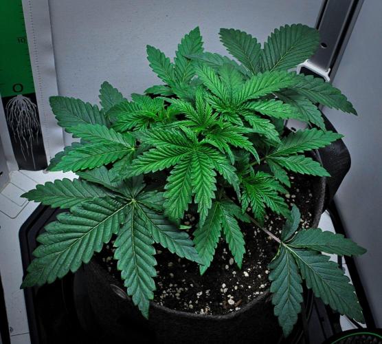 3 Bears OG | Mephisto Genetics. Week 3 - Day 19