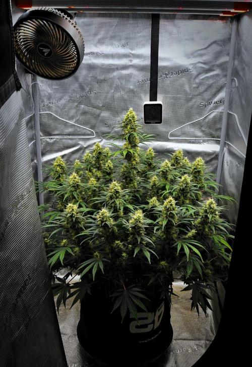Mendo Cherry Cookies Auto | Fastbuds. Week 9 - Day 63
