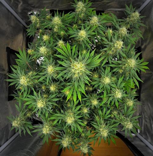 Mendo Cherry Cookies Auto | Fastbuds. Week 9 - Day 63