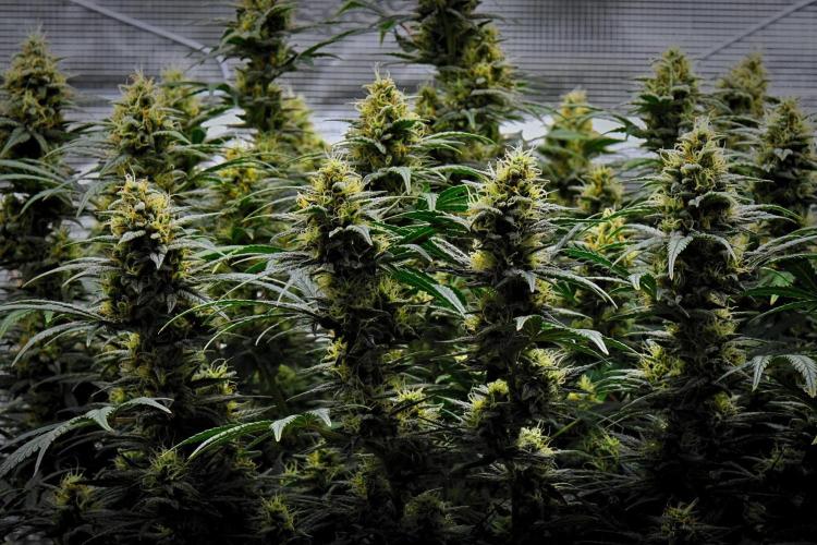 Mendo Cherry Cookies Auto | Fastbuds. Week 10 - Day 64