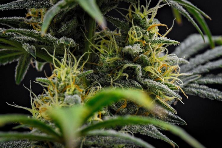 Mendo Cherry Cookies Auto | Fastbuds. Week 10 - Day 64