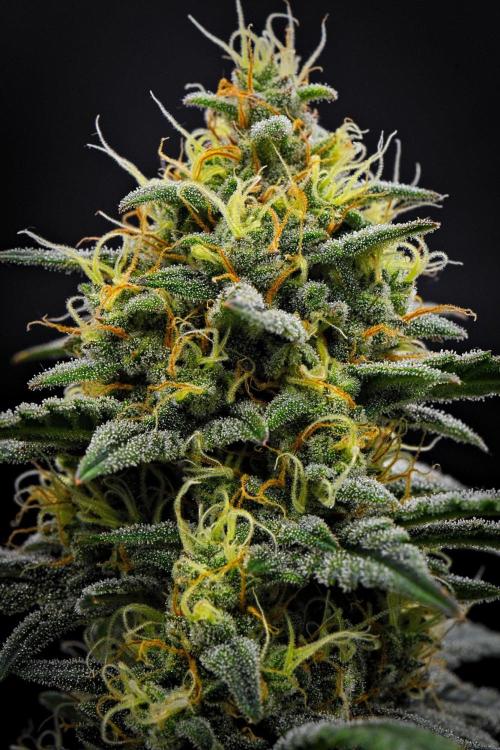 Mendo Cherry Cookies Auto | Fastbuds. Week 10 - Day 64
