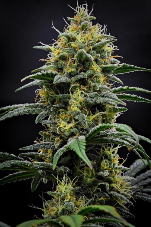 Mendo Cherry Cookies Auto | Fastbuds. Week 10 - Day 64