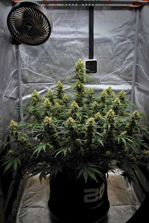 Mendo Cherry Cookies Auto | Fastbuds. Week 10 - Day 64