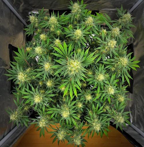 Mendo Cherry Cookies Auto | Fastbuds. Week 10 - Day 64