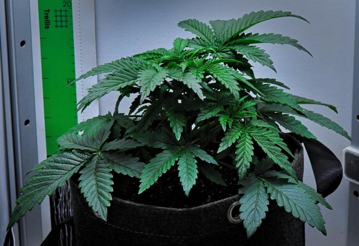 3 Bears OG Auto. Week 3