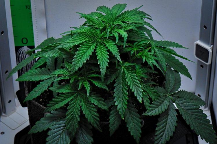 3 Bears OG | Mephisto Genetics. Week 4 - Day 22