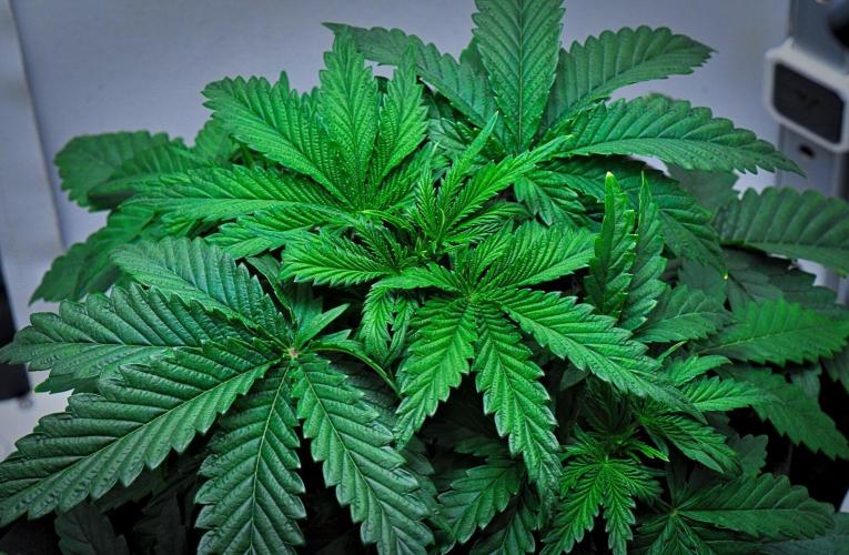 3 Bears OG | Mephisto Genetics. Week 4 - Day 22