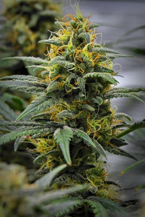 Mendo Cherry Cookies Auto | Fastbuds. Week 10 - Day 65