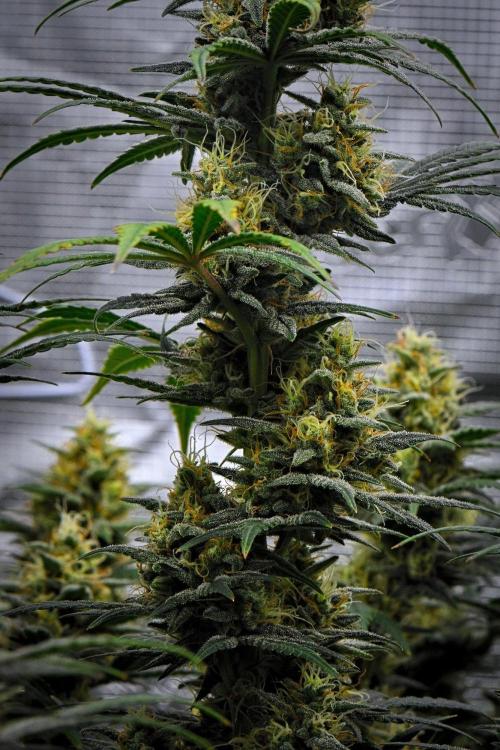 Mendo Cherry Cookies Auto | Fastbuds. Week 10 - Day 65