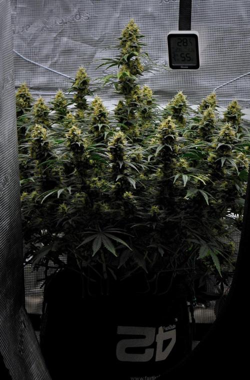 Mendo Cherry Cookies Auto | Fastbuds. Week 10 - Day 66