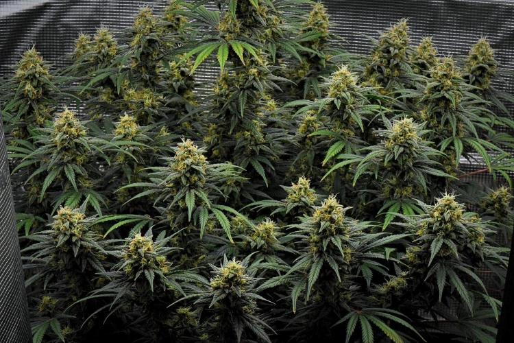 Mendo Cherry Cookies Auto | Fastbuds. Week 10 - Day 66