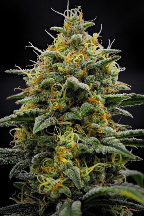 Mendo Cherry Cookies Auto | Fastbuds. Week 10 - Day 67