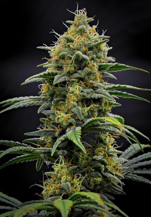 Mendo Cherry Cookies Auto | Fastbuds. Week 10 - Day 67