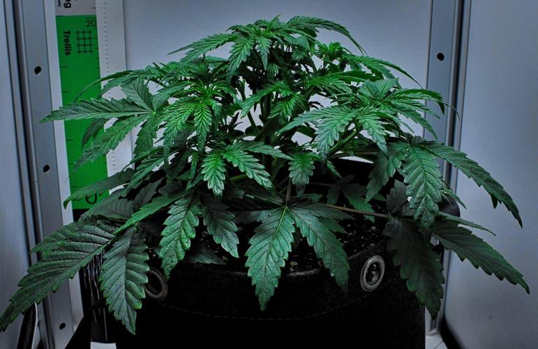 3 Bears OG | Mephisto Genetics. Week 4 - Day 24