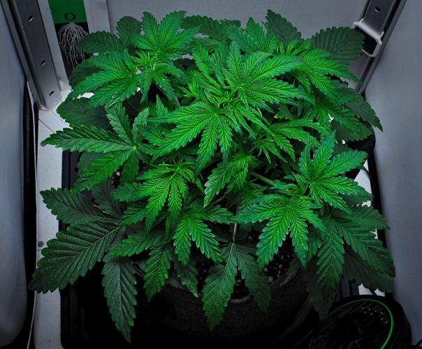 3 Bears OG | Mephisto Genetics. Week 4 - Day 24