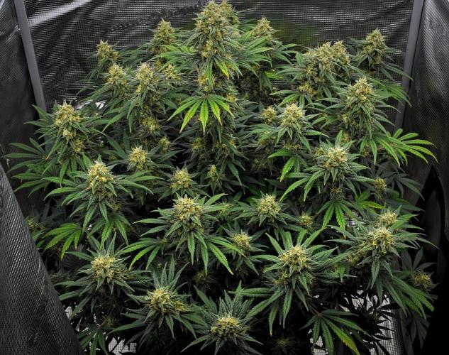 Mendo Cherry Cookies Auto | Fastbuds. Week 10 - Day 67