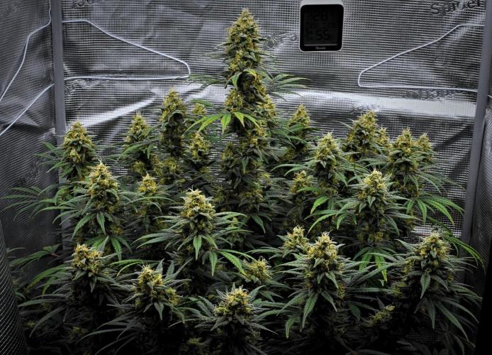 Mendo Cherry Cookies Auto | Fastbuds. Week 10 - Day 68