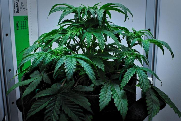 3 Bears OG | Mephisto Genetics. Week 4 - Day 26