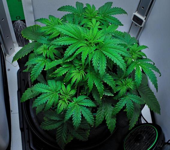 3 Bears OG | Mephisto Genetics. Week 4 - Day 26