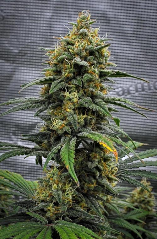 Mendo Cherry Cookies Auto | Fastbuds. Week 10 - Day 69
