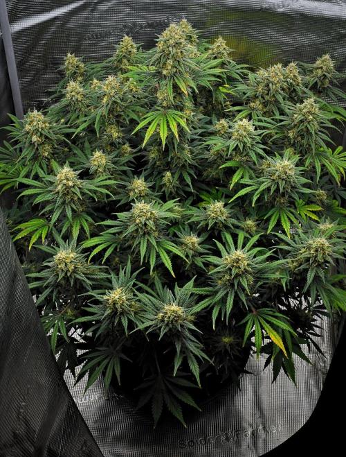 Mendo Cherry Cookies Auto | Fastbuds. Week 10 - Day 69