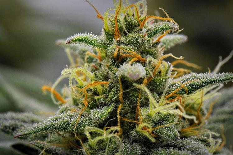 Mendo Cherry Cookies Auto | Fastbuds. Week 10 - Day 70