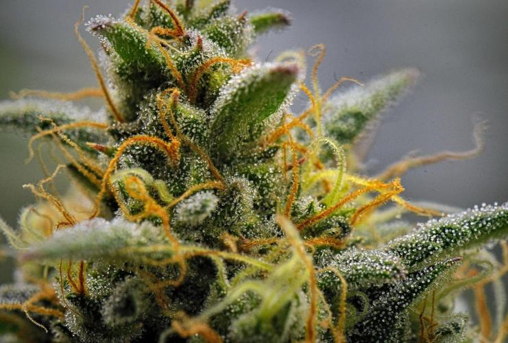Mendo Cherry Cookies Auto | Fastbuds. Week 10 - Day 70
