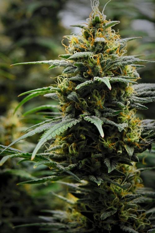 Mendo Cherry Cookies Auto | Fastbuds. Week 10 - Day 70