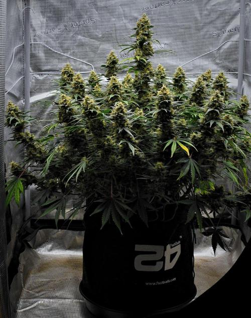 Mendo Cherry Cookies Auto | Fastbuds. Week 11 - Day 71
