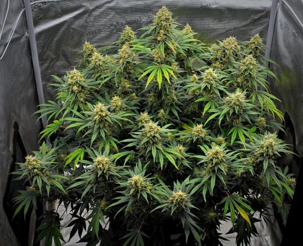 Mendo Cherry Cookies Auto | Fastbuds. Week 11 - Day 71