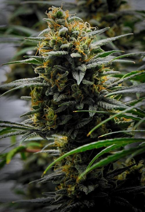 Mendo Cherry Cookies Auto | Fastbuds. Week 11 - Day 71