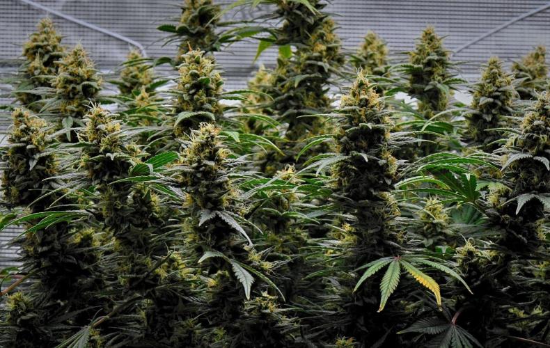 Mendo Cherry Cookies Auto | Fastbuds. Week 11 - Day 71
