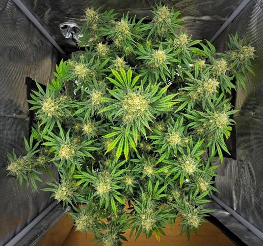 Mendo Cherry Cookies Auto | Fastbuds. Week 11 - Day 71