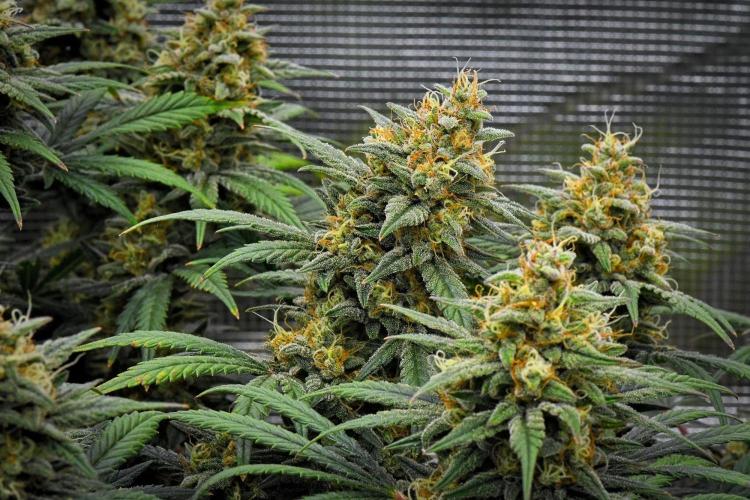 Mendo Cherry Cookies Auto | Fastbuds. Week 11 - Day 71